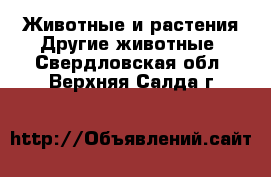 Животные и растения Другие животные. Свердловская обл.,Верхняя Салда г.